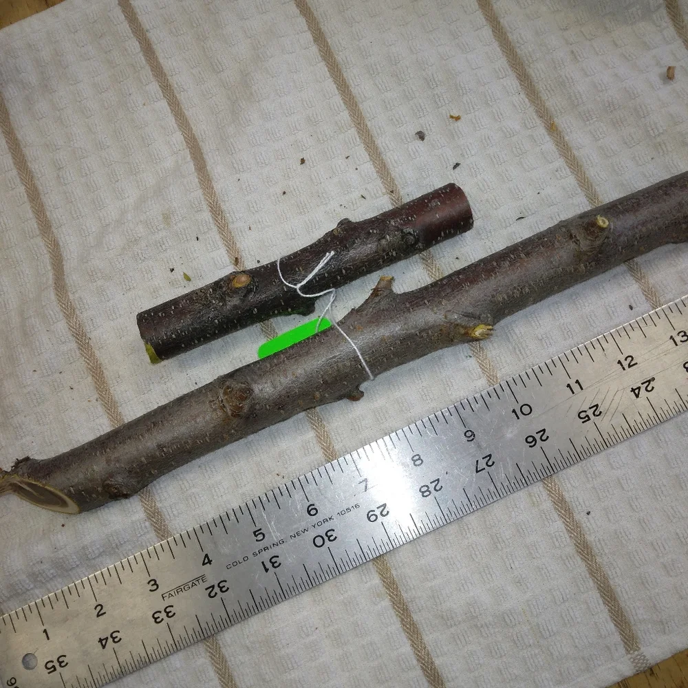 Peach Tree Branches for Crafting Isopods Reptiles Terarrium Jararrium Vivarium